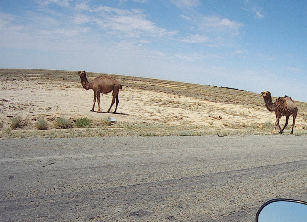 A lot of camels along the road. They look incredibly docile and stoic and not one got onto the road.