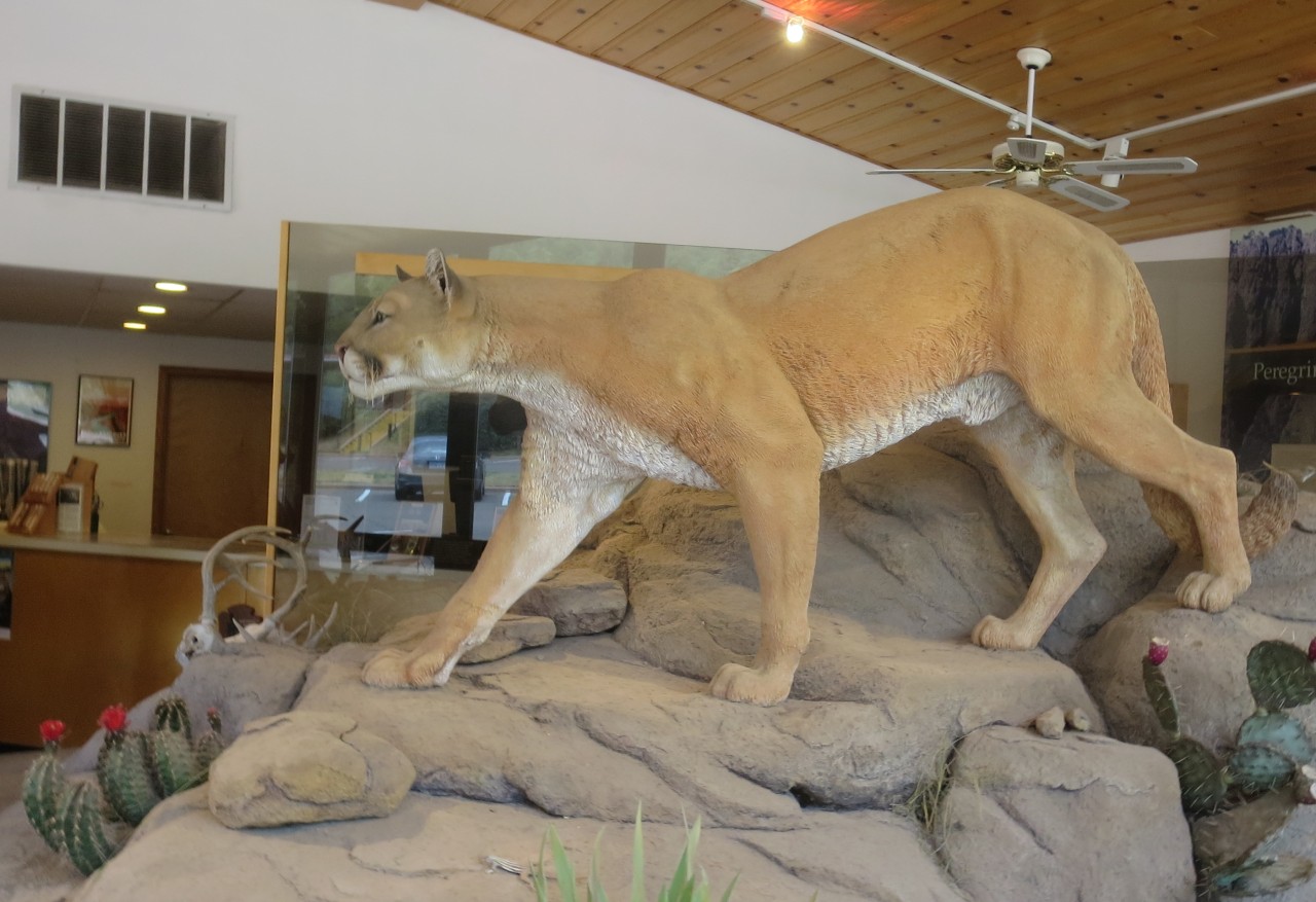 Mountain lion. They are surprisingly large animals.